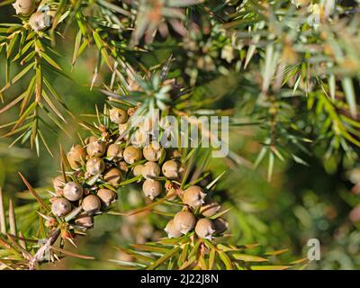Unripe juniper berries on the bush Stock Photo