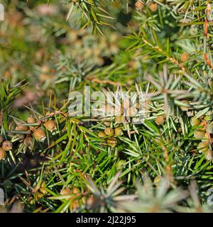 Unripe juniper berries on the bush Stock Photo