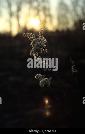 Dried fluffy plant in the afternoon, vintage lens flares Stock Photo