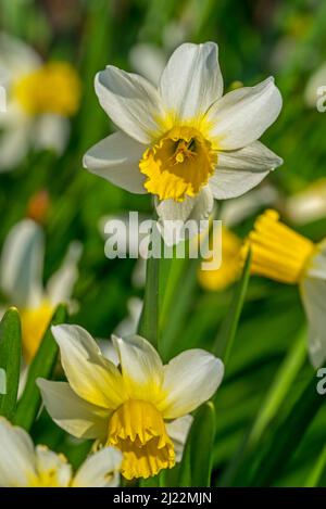 Jack snipe daffodils hi-res stock photography and images - Alamy