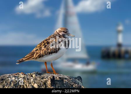 Ruddy turnstone (Arenaria interpres) in non-breeding plumage perched on wooden jetty at harbour along North Sea coast in late winter / early spring Stock Photo