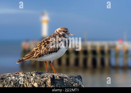 Ruddy turnstone (Arenaria interpres) in non-breeding plumage perched on wooden jetty at harbour along North Sea coast in late winter / early spring Stock Photo