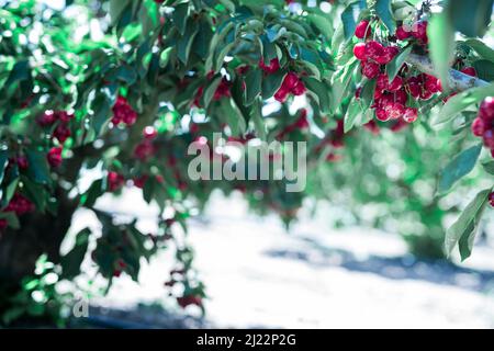garden of cherry trees with a rich harvest of juicy ripe cherrie Stock Photo