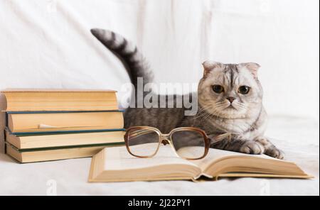 Cute cat plays with glasses and open books close up Stock Photo
