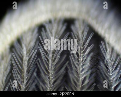 Dark field micrograph of a mosquito wing, horizontal field of view is approximately 0.61 mm Stock Photo