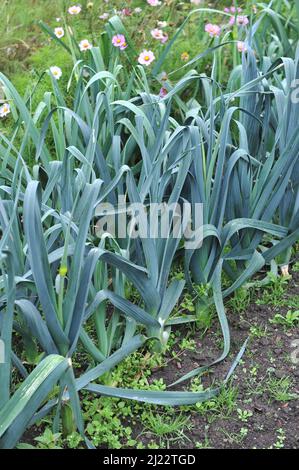Leek (Allium porrum) Atlanta grows in a vegetable garden in September Stock Photo
