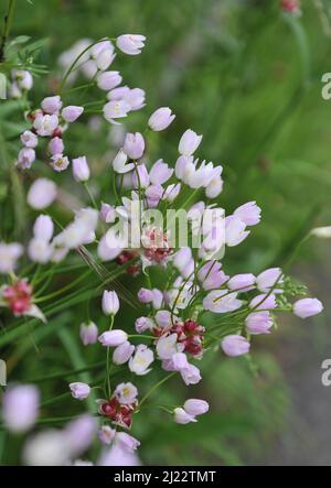Rosy-flowered garlic (Allium roseum) blooms in a garden in May Stock Photo