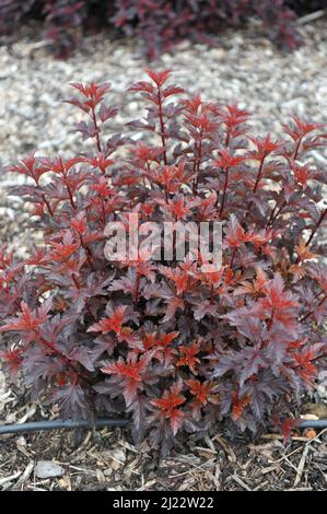 Purple-leaved ninebark (Physocarpus opulifolius) All Black (Minall2) grows in a garden in June Stock Photo