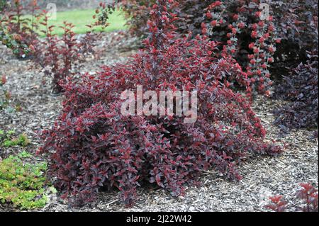 Purple-leaved ninebark (Physocarpus opulifolius) All Black (Minall2) grows in a garden in June Stock Photo