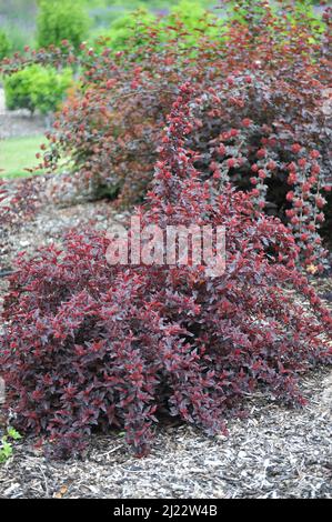 Purple-leaved ninebark (Physocarpus opulifolius) All Black (Minall2) grows in a garden in June Stock Photo