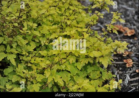 Variegated zellow-leaved ninebark (Physocarpus opulifolius) Anny's Gold grows in a garden in June Stock Photo