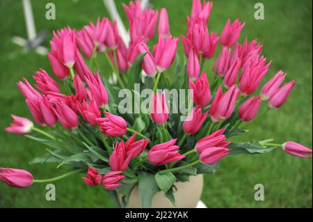 A bouquet of pink Triump tulips (Tulipa) Lilynita on an exhibition in May Stock Photo