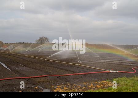 Sprinkling in the fight against drought on a field Sprinkling in the fight against drought on a field with just sown Lilieswith just sown Lilies Stock Photo