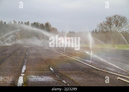 Sprinkling in the fight against drought on a field Sprinkling in the fight against drought on a field with just sown Lilieswith just sown Lilies Stock Photo