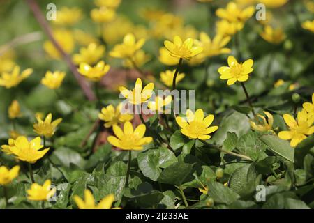 The bright yellow spring flowers of the Lesser Celandine (Ficaria verna), flowering in the natural setting of a woodland. A large group of blooms with Stock Photo
