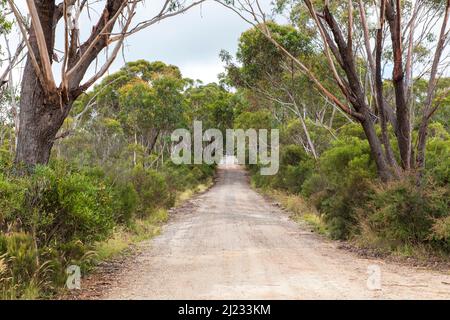 Photograph of a long dirt road through a forest of gum trees in The Central Tablelands of New South Wales in Australia. Stock Photo
