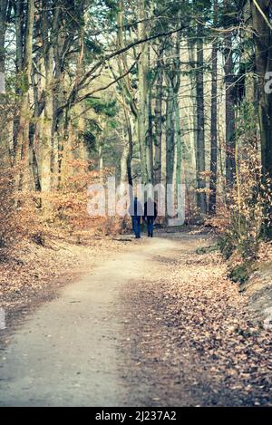 A forest path among the trees. Spring scenery in the forest. Kashubia in Poland Stock Photo