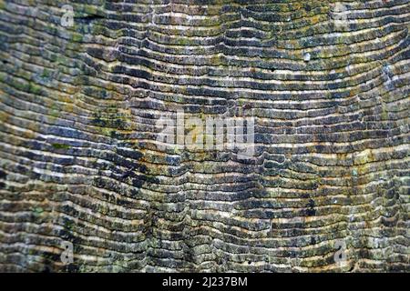 Texture in cut tree trunk (detail) Stock Photo