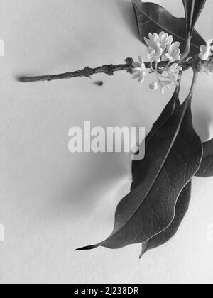 A grayscale of Osmanthus fragrans isolated on a table Stock Photo