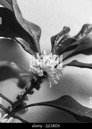 A grayscale of Osmanthus fragrans isolated on a table Stock Photo