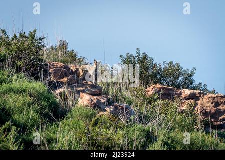 A coyote waits on a rock for more signs of prey in Charmlee Wilderness park, an area burnt in the Woolsey wildfire now reopened for recreation Stock Photo