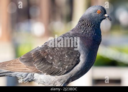 Domestic pigeon (Columba livia domestica) along the Matanzas Bay waterfront in historic downtown St. Augustine, Florida. (USA) Stock Photo