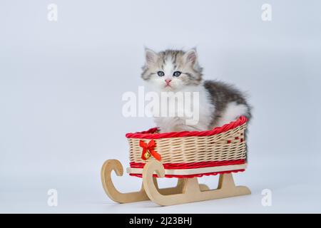 Siberian kitten on a colored background on a sled Stock Photo