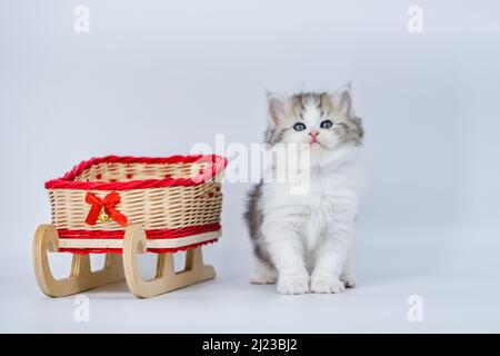 Siberian kitten on a colored background on a sled Stock Photo