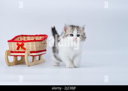 Siberian kitten on a colored background on a sled Stock Photo