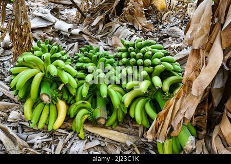 cutted down bunches of green unripe cultivated bananas on dried leaves in a banana grove Stock Photo