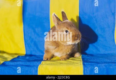 rabbit on the background of the Ukrainian flag Stock Photo