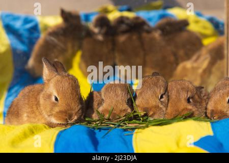 small rabbits on a yellow-blue background Stock Photo