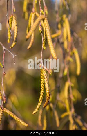 European white birch (Betula pendula) catkins in early spring Stock Photo