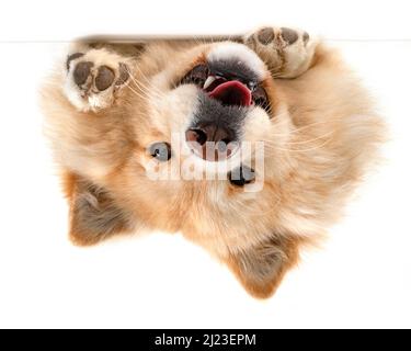 Cream Finnish Lapphund dog head shot, with mouth open showing bottom ...