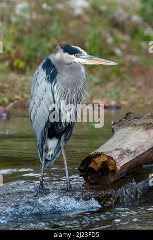 Great Blue Heron looking for lunch in Buck Creek. Snyder Park, Springfield, Ohio, USA. Stock Photo