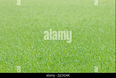 Green grass Stock Photo