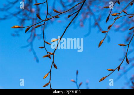 European beech (Fagus sylvatica) buds on twigs in spring, Hungary, Europe Stock Photo