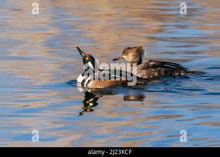 A Hooded Merganser drake raises his head while swallowing some water while his female companion looks on. Stock Photo