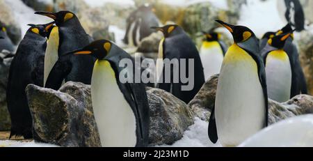 colony of the king penguins Stock Photo