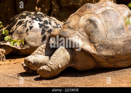 Galapagos giant tortoise (Chelonoidis niger) crossing a dirt road in