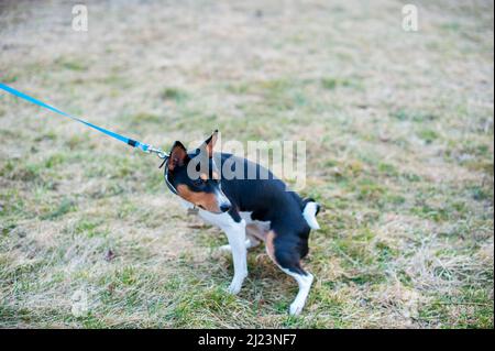 Basenji dogs on a walk in the fresh air Stock Photo