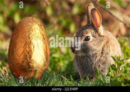 Wild easter bunny licking lips and looking at a gold foil covered chocolate easter egg. Stock Photo