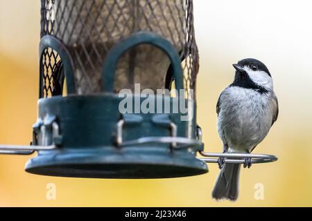 Black-capped chickadee (Poecile atricapillus) on a bird feeder in Ponte Vedra Beach, Florida. (USA) Stock Photo