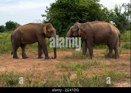 Asian elephants or elephas maximus in Sri Lanka during rut time Stock Photo