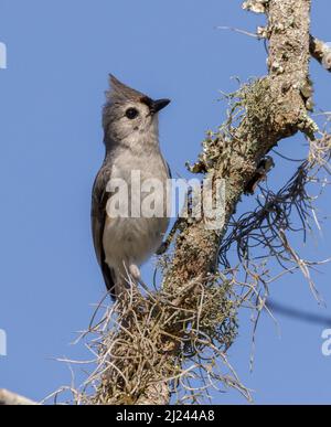 Tufted titmouse (Baeolophus bicolor) on a branch with Spanish moss, Brazos Bend State Park, Needville, Texas, USA. Stock Photo