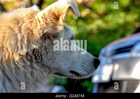Close up profile of fluffy white dog in sunlight Stock Photo
