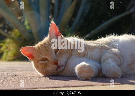 A closeup of an adorable ginger cat relaxing outdoors on a sunny day Stock Photo