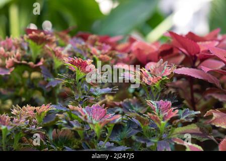 Baby plants growing in a greenhouse at a farmers market. Stock Photo