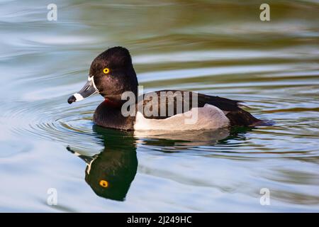 A male Ring Necked Duck (Aythya collaris) on a lake with reflection in the water Stock Photo