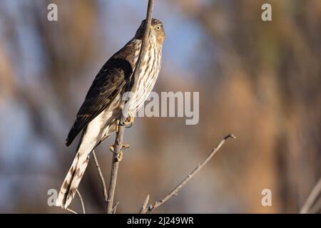 Juvinile Cooper's Hawk, Bosque del Apache National Wildlife Refuge, New Mexico, USA. Stock Photo